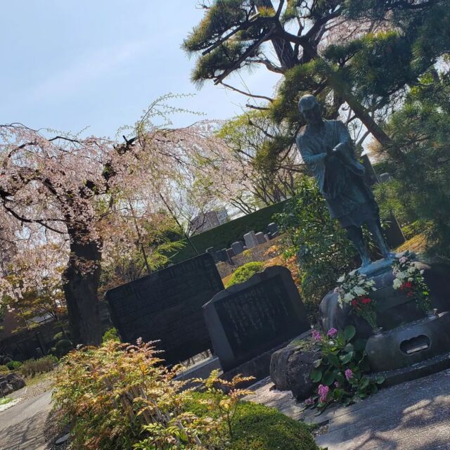 ご法事のお花の配達

配達先の
阿弥陀寺様の桜と
松音寺様の桜

どちらも素晴らしい
散り初めてます。
今日はとても暖かでした。